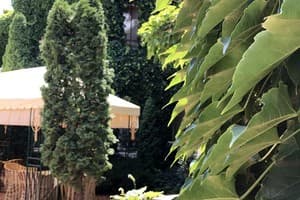 Золотой фазан 4